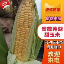 甜玉米安徽芜湖甜玉米产地直发价格随行就市量大从优