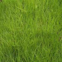 优质草坪种子弯叶画眉草种子护坡草坪耐寒耐旱性很强耐炎热