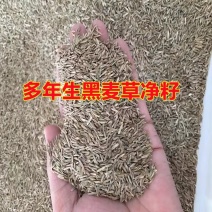 进口耐寒牧草种子多年生黑麦草种子四季常青鸡鸭鹅猪牛羊鱼草种籽