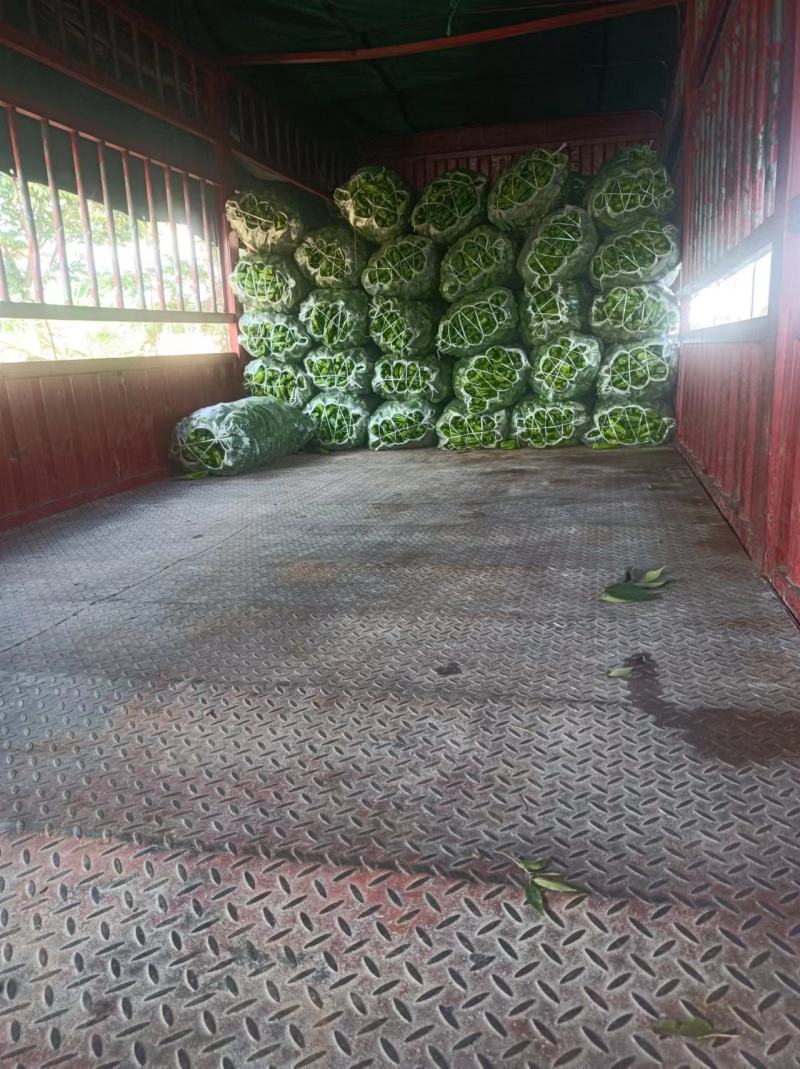 湖北精品薄皮椒，品质保证，货量充足可视频看货