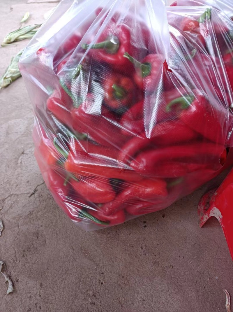 荆州精品红辣椒，货量足，价格低，欢迎大家前来选购