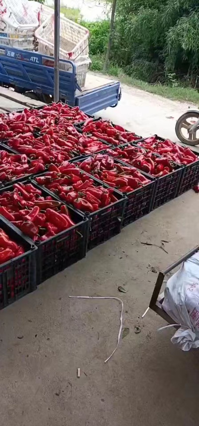 荆州精品红辣椒，货量足，价格低，欢迎大家前来选购