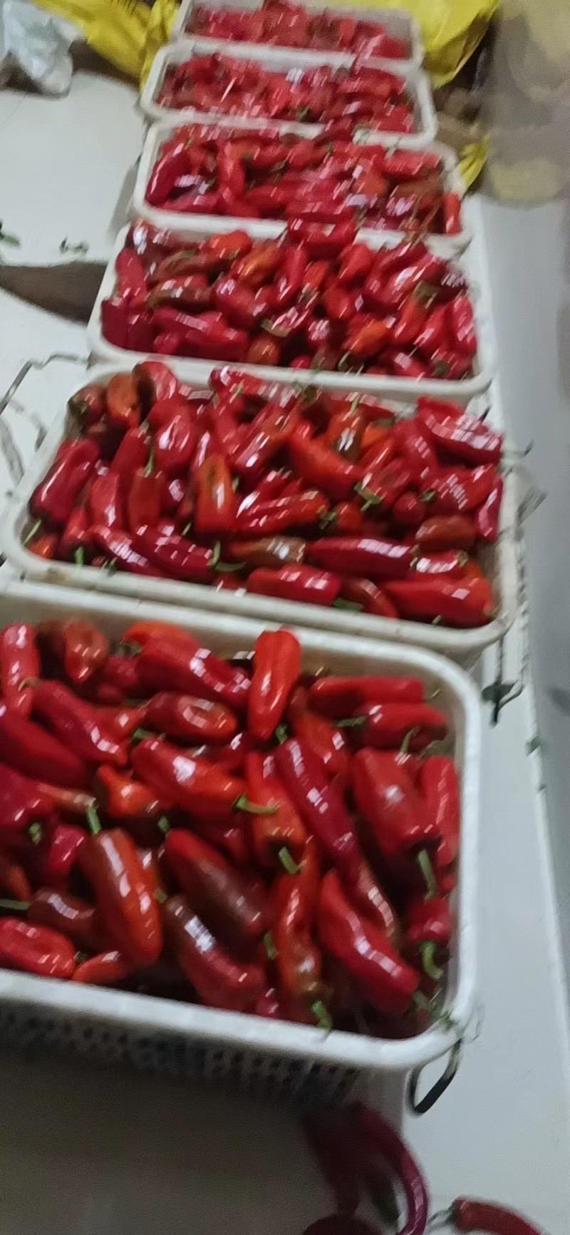 荆州精品红辣椒，货量足，价格低，欢迎大家前来选购