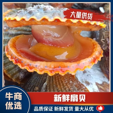 好扇贝选诏安！肉质鲜美，水质无污染，新鲜水产，大量现货