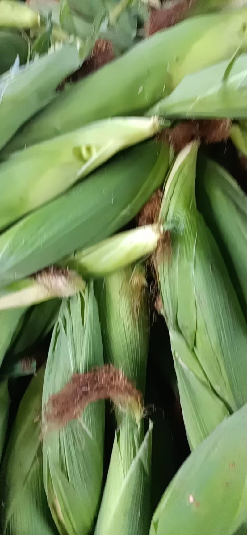 湖北精品水果玉米，产地一手货源，规格齐全