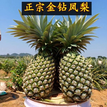 西双版纳金钻凤梨无眼菠萝商超精品市场果电商一件代发
