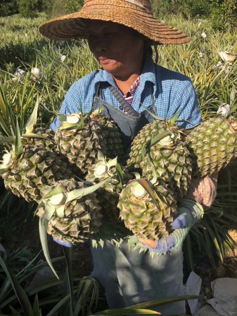 西双版纳金钻凤梨无眼菠萝商超精品市场果电商一件代发