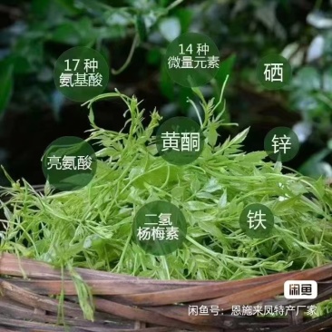 恩施富硒野生藤茶诚信经营品质保证基地直供欢迎选购