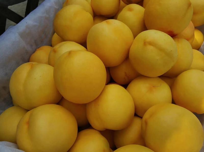 山东黄油桃蒙阴黄油桃对接市场批发，支持电商一件代发