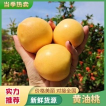 山东蒙阴黄油桃，黄皮油桃，脆甜多汁，对接市场商超电商，