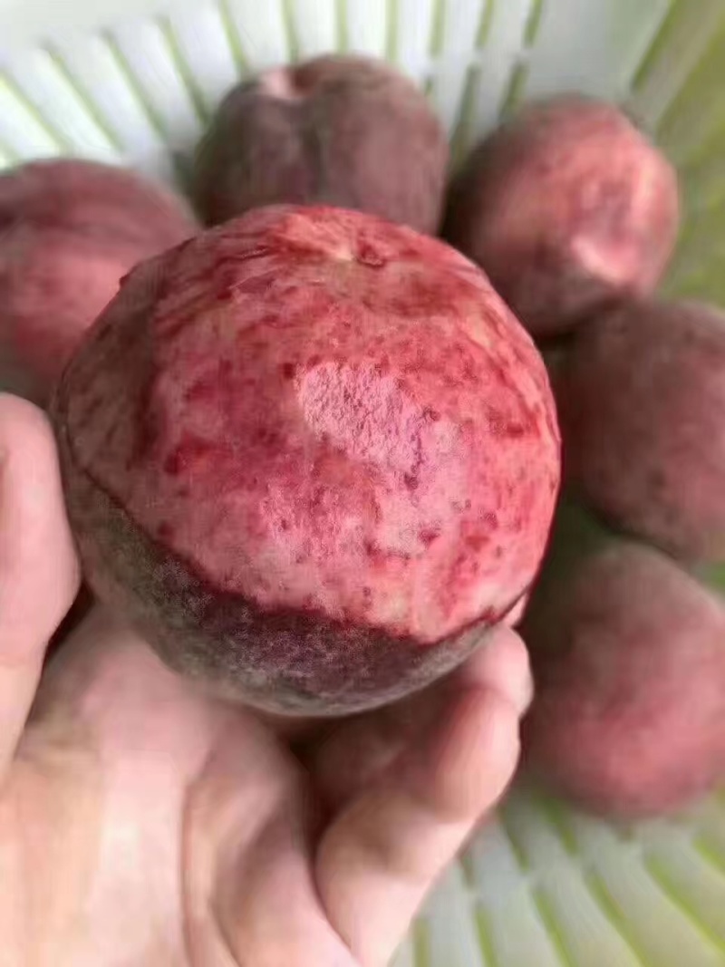 【热卖中】春雪水蜜桃红毛桃蒙阴红桃可批发一件代发产地直发
