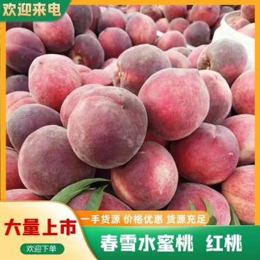 红毛桃/春雪红桃新鲜上市/山东产地/欢迎来电咨询