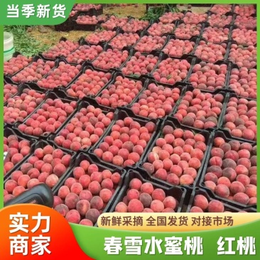 【热卖中】春雪水蜜桃红毛桃蒙阴红桃可批发一件代发产地直发