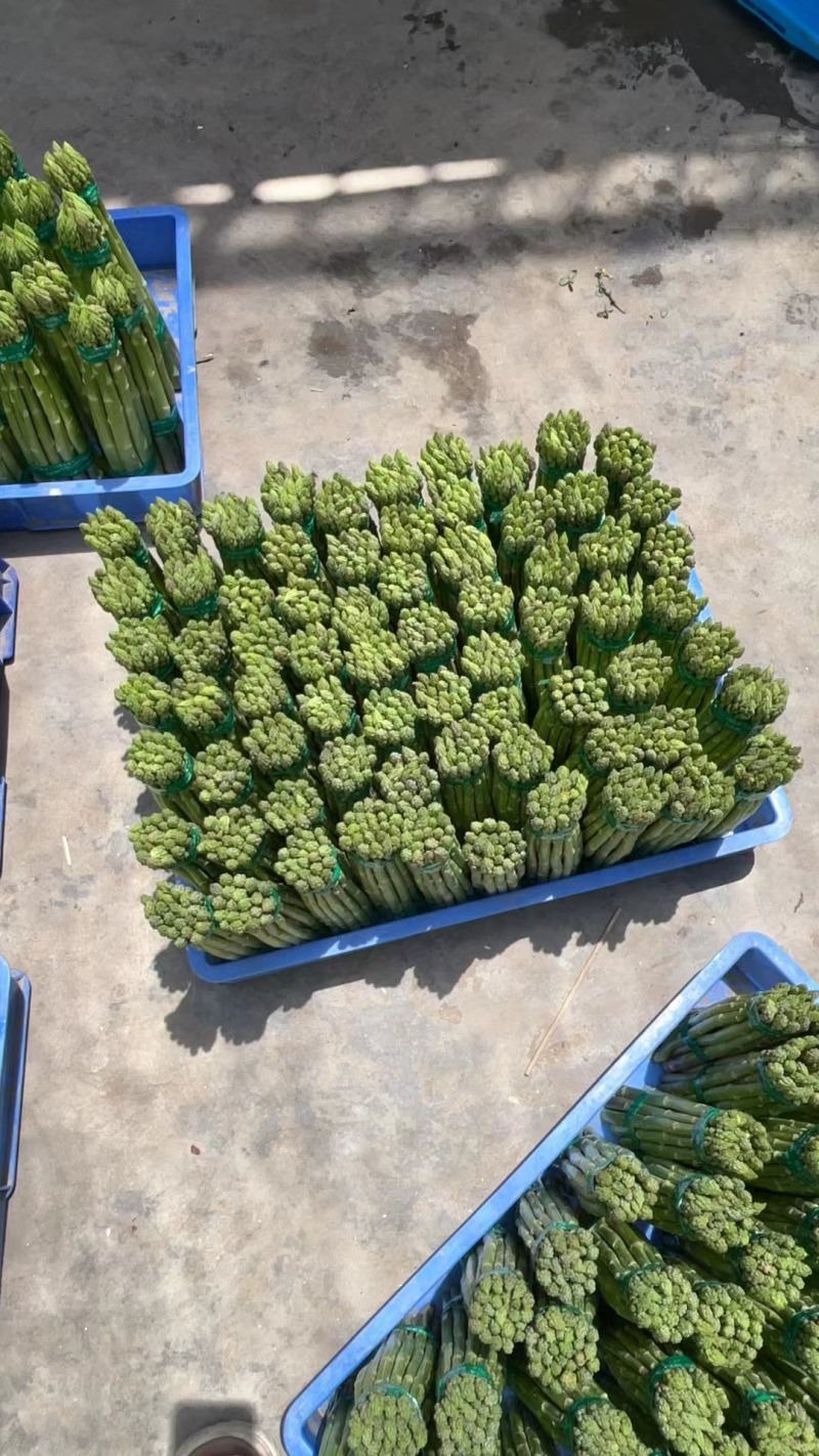 大棚青芦笋一二三级。全青。可定制代发量大质优价格优惠