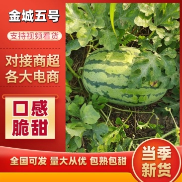精品金城五号西瓜8斤打底一手货源大量供应欢迎订购