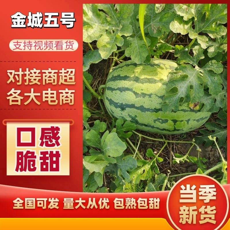 精品金城五号西瓜8斤打底一手货源大量供应欢迎订购