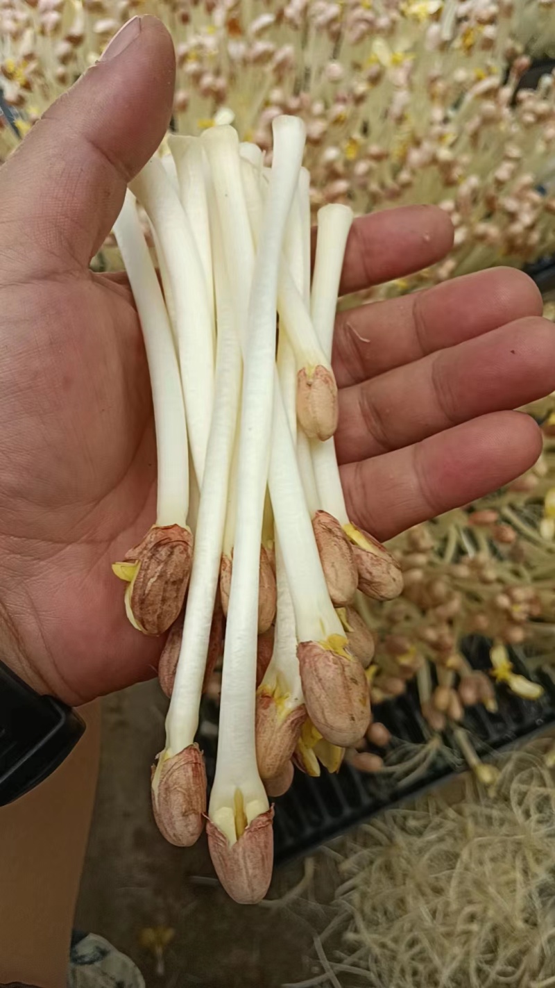 【推荐】湖北本地花生芽，芽苗菜，产地直发质量保证欢迎电联
