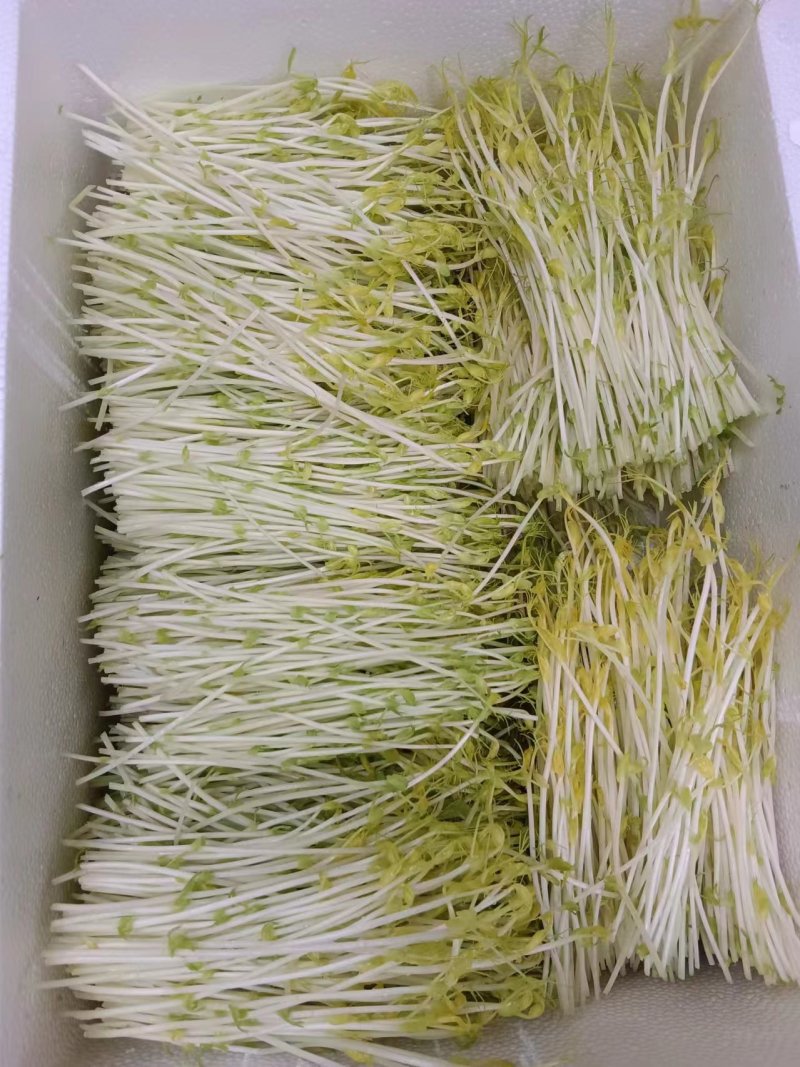 【豌豆苗】湖北基地直供质量保证价格美丽量大优惠欢迎订购