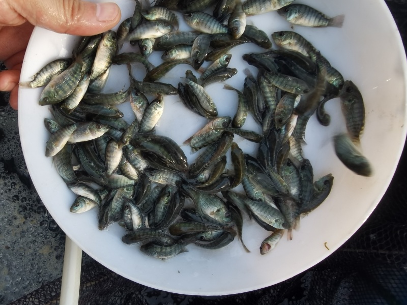 【罗非鱼苗】脆肉罗非苗耐高温快大料比低苗场直发