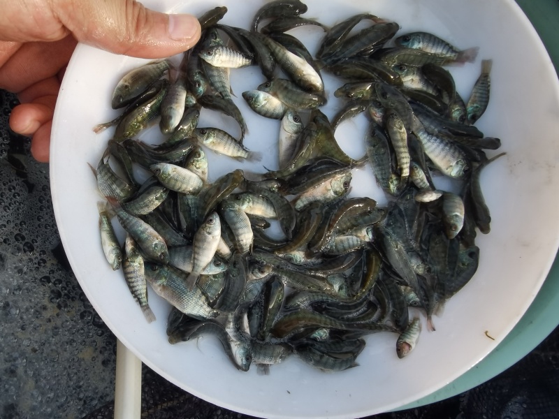 海南正壹罗非苗耐高温单性罗非苗苗场直发，量大优惠