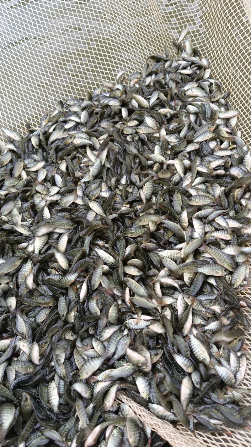 海南正壹罗非苗耐高温单性罗非苗苗场直发，量大优惠