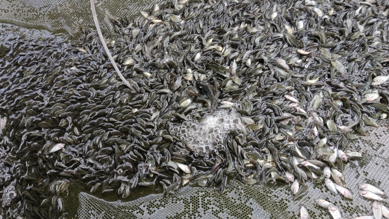 海南正壹罗非苗耐高温单性罗非苗苗场直发，量大优惠