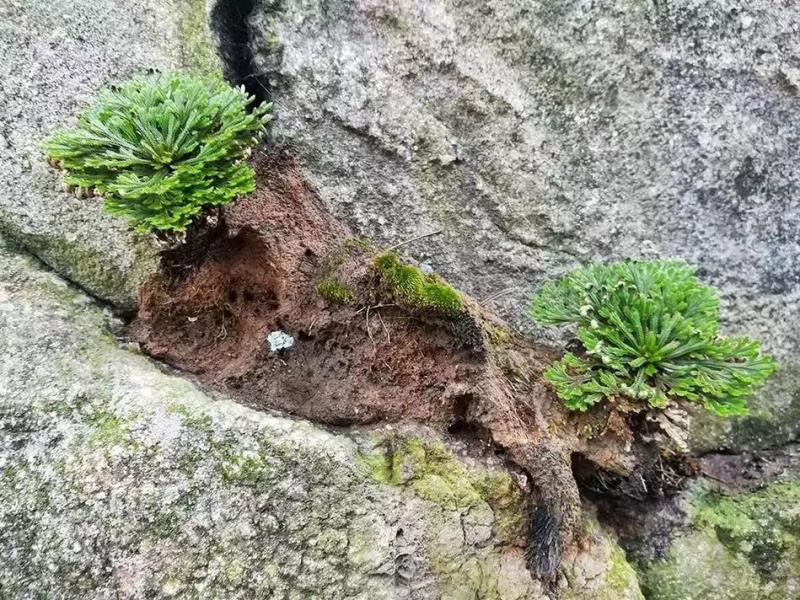 卷柏