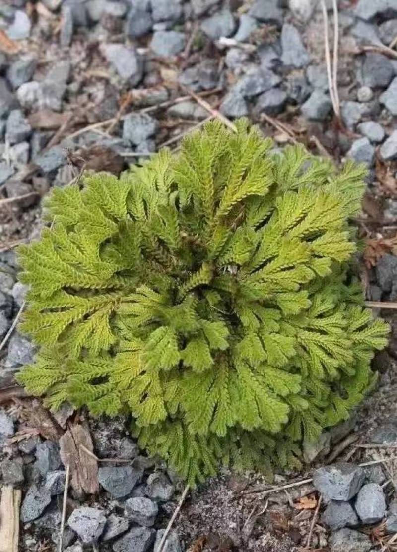 卷柏