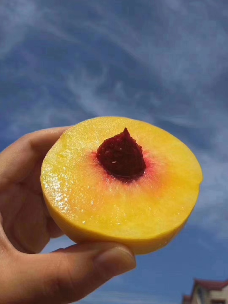 【精品黄桃】锦绣黄桃/黄毛桃/可视频看货一件代发批发团购