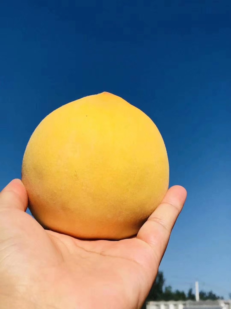 【精品黄桃】锦绣黄桃/黄毛桃/可视频看货一件代发批发团购