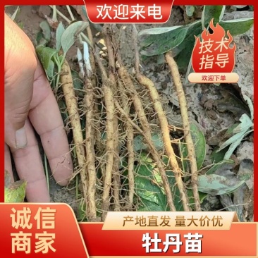 药用，油用牡丹苗，精品牡丹苗
