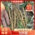 药用，油用牡丹苗，精品牡丹苗