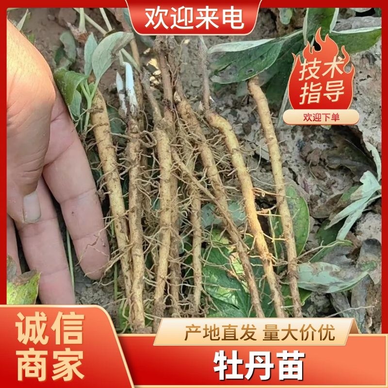 药用，油用牡丹苗，精品牡丹苗