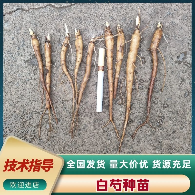 赤芍苗，山赤芍苗，山赤芍苗，山赤芍苗