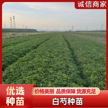 赤芍苗，山赤芍苗，山赤芍苗，山赤芍苗