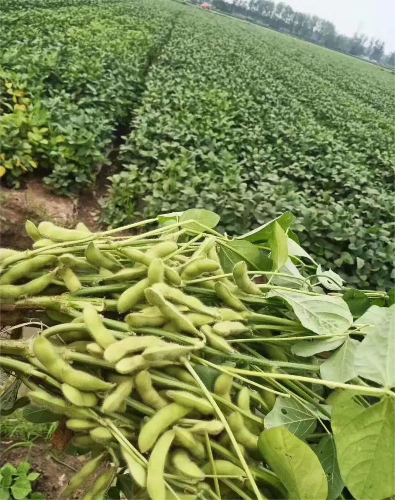 【热卖】精品毛豆湖北绿宝石毛豆直发保质保量欢迎合作