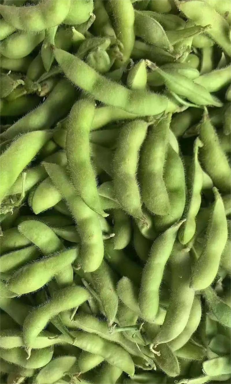 【热卖】精品毛豆湖北绿宝石毛豆直发保质保量欢迎合作