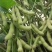 【热卖】精品毛豆湖北绿宝石毛豆直发保质保量欢迎合作