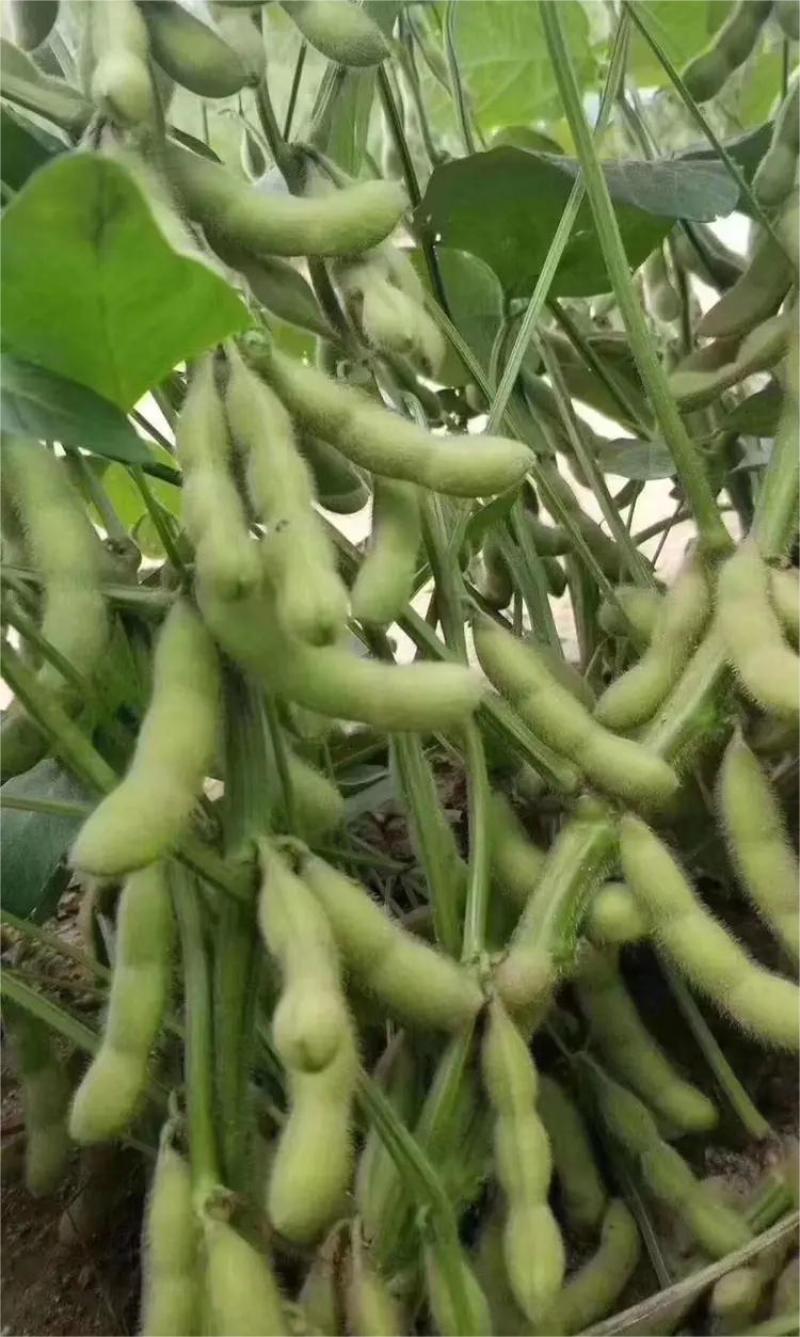 【热卖】精品毛豆湖北绿宝石毛豆直发保质保量欢迎合作
