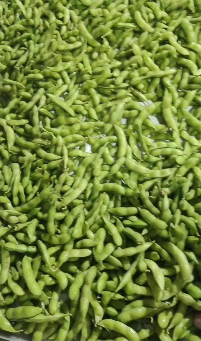 【热卖】精品毛豆湖北绿宝石毛豆直发保质保量欢迎合作