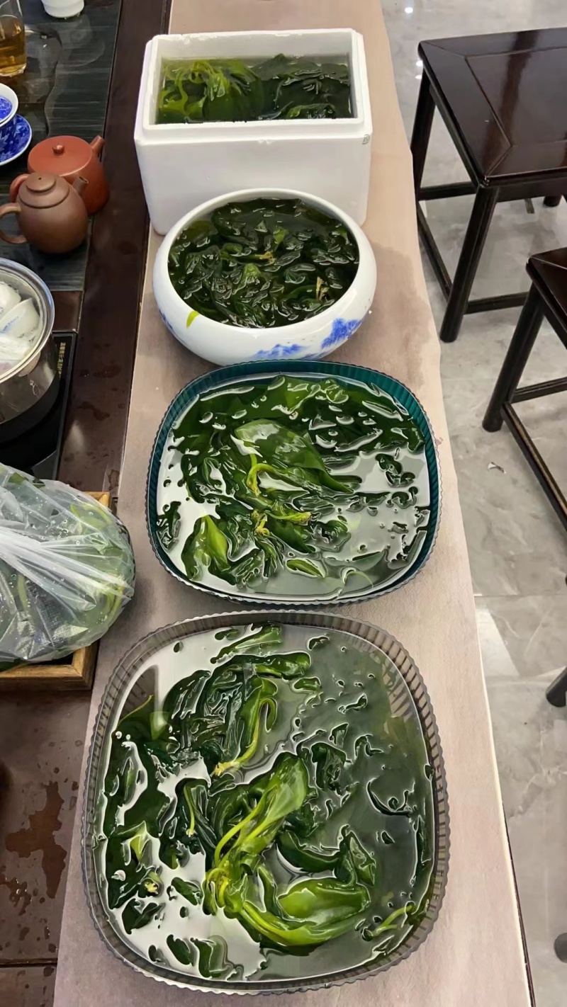 霞浦海带嫩苗海带苗原产地一手货源价格优惠欢迎咨询