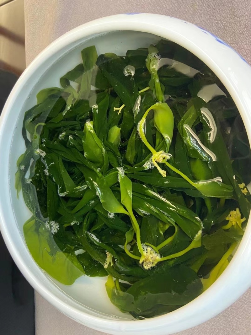 霞浦海带嫩苗海带苗原产地一手货源价格优惠欢迎咨询