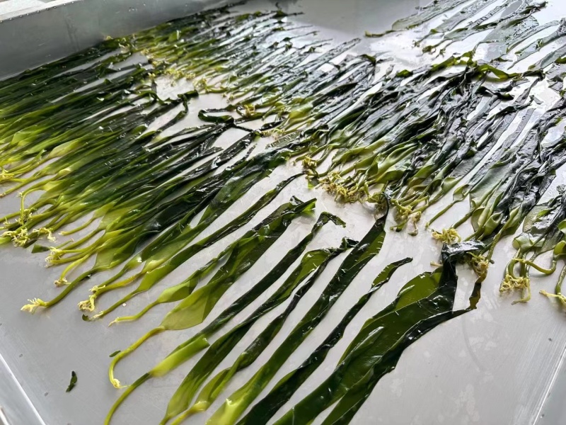 霞浦海带嫩苗海带苗原产地一手货源价格优惠欢迎咨询