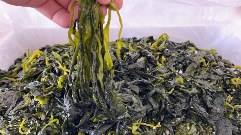 霞浦海带嫩苗海带苗原产地一手货源价格优惠欢迎咨询