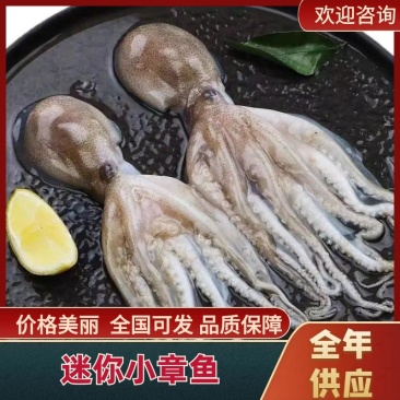 章鱼八爪鱼冻板原浆八爪鱼海鲜冷冻原浆无处理一件20斤