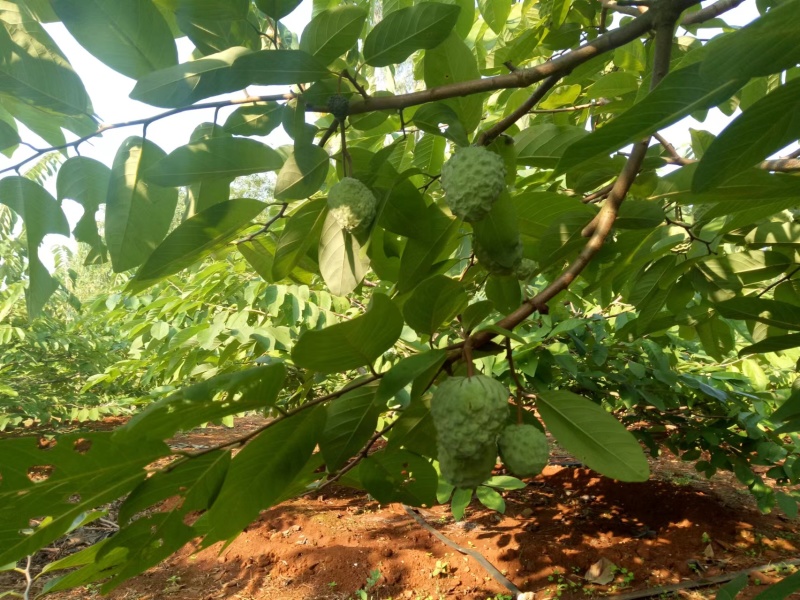 【释迦果】广东湛江基地直供质量保证一手货源对接商超