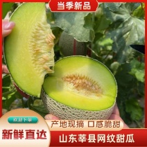山东莘县鲁厚甜牛三库拉网纹瓜产地直供可对接商超
