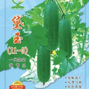 黛玉（11-3）甜节瓜种子一代杂交抗病高产