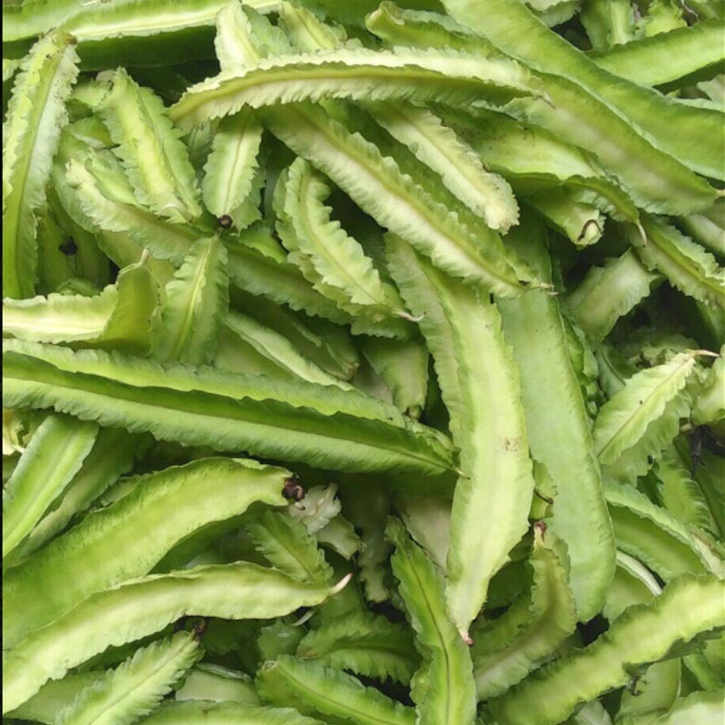 四棱豆种子四角豆龙豆结果强春秋种植早熟芽率高