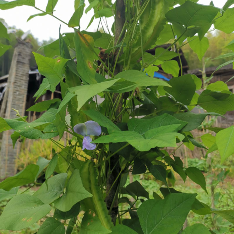 四棱豆种子四角豆龙豆结果强春秋种植早熟芽率高